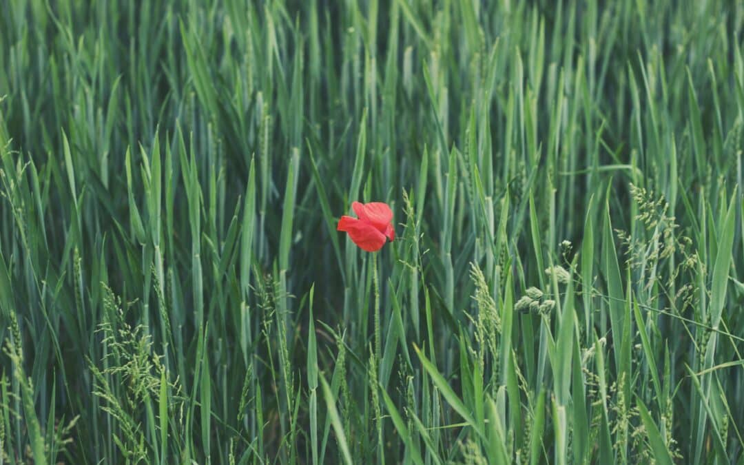 Vibrance de la nature: Captivant coquelicot éclatant dans un paysage paisible